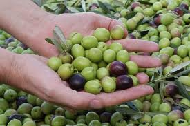 aceitunas-manos.jpg (10448 bytes)