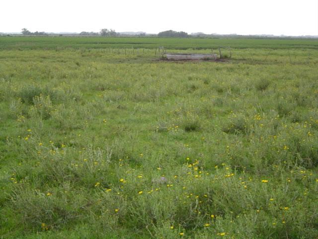 aguada-empastada.JPG (51167 bytes)