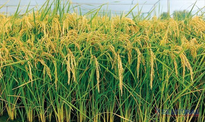 arrozales-2-agroarea.jpg (100268 bytes)