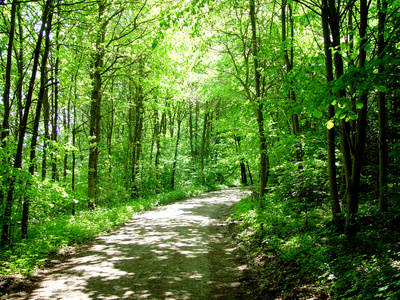 bosque1.jpg (165283 bytes)