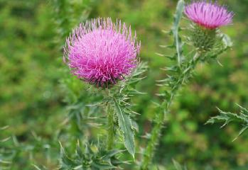 carduus-acanthoides-l-agroarea.JPG (16741 bytes)