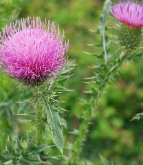 carduus-acanthoides-l-cut-agroarea.JPG (11713 bytes)