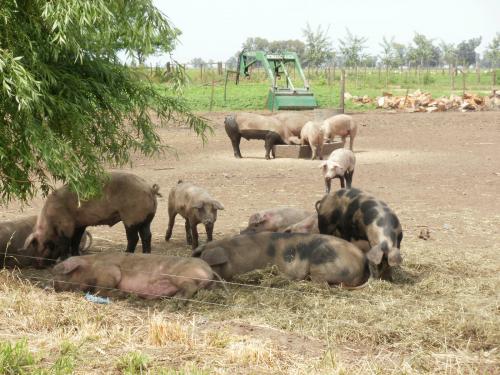 cerdos-campo-3.jpg (45613 bytes)