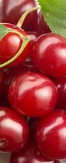 cerezas-PF-cut.JPG (5542 bytes)