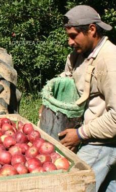 cosecha-manzanas-cut.JPG (26242 bytes)