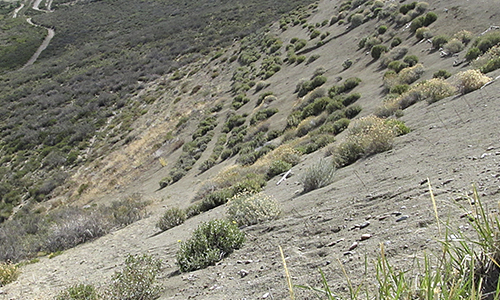 estepa-1-inta.jpg (426874 bytes)