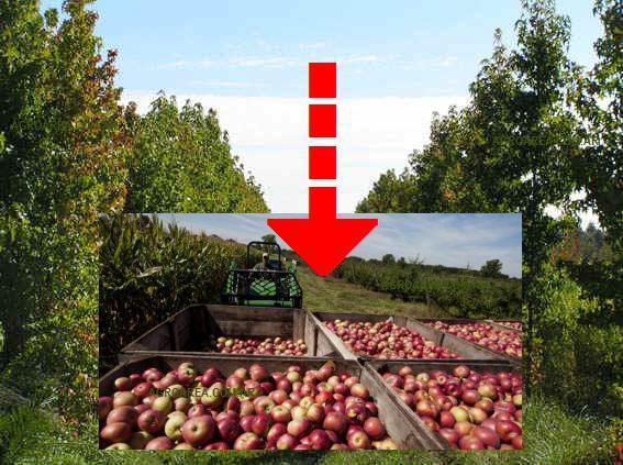 fruticolas-crisis-agroarea.JPG (60768 bytes)