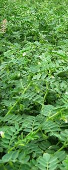 garbanzo-planta-cut.JPG (16416 bytes)