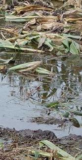 inundacion-sin-piso-cut.JPG (19935 bytes)