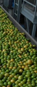 limones-cut.JPG (13692 bytes)