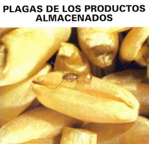 plagas-granos-almacenados.jpg (71617 bytes)