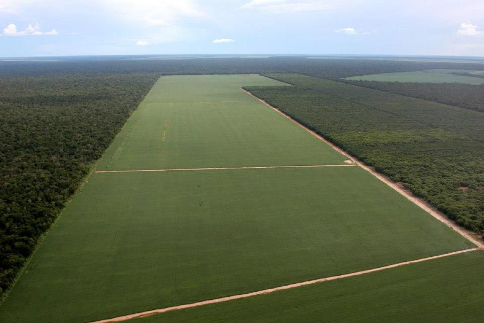 soja-amazonas.jpg (59906 bytes)