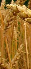 trigo-cut.JPG (8520 bytes)