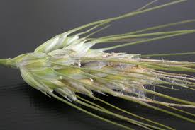 trigo-fusarium.jpeg (7446 bytes)