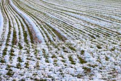 trigo-invierno-temprano.jpg (55909 bytes)
