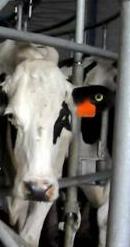 vacas-tambo-cut.JPG (7041 bytes)