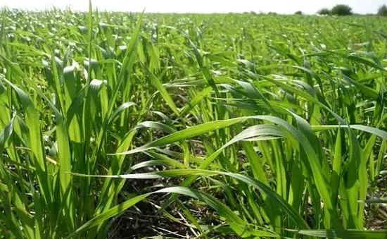 TRIGO-F-2.JPG (53571 bytes)