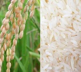 arroz-planta-grano.JPG (13454 bytes)