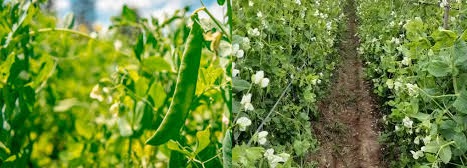 arvejas-cultivo.jpg (49502 bytes)