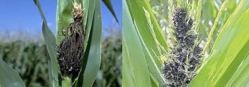 carbon-panoja-maiz.jpg (39045 bytes)