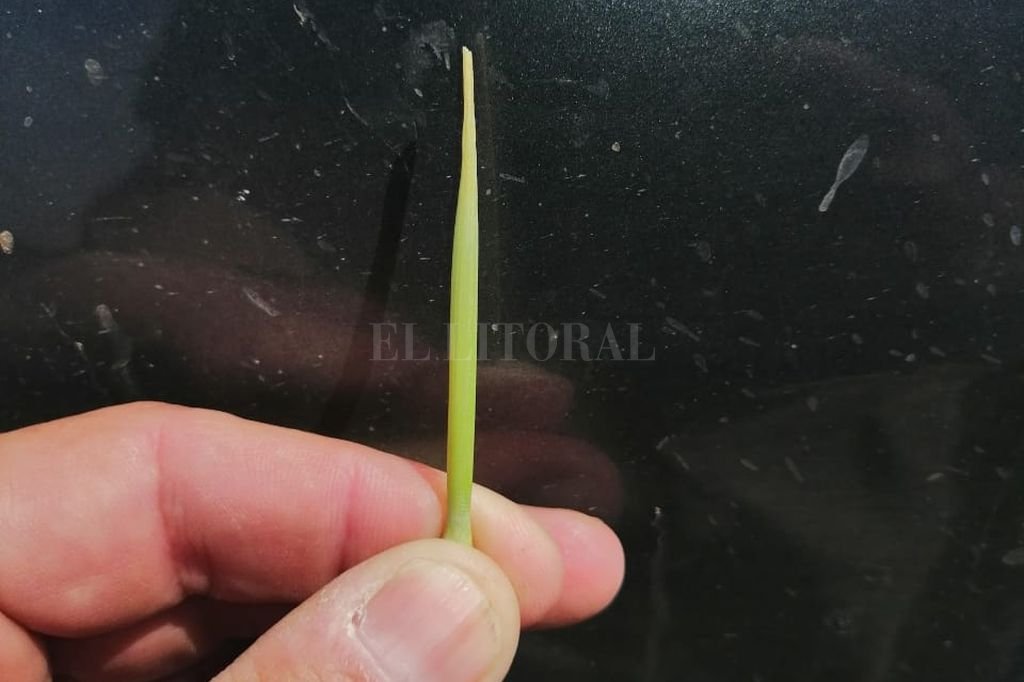 ellitoral-230920-1.jpg (70541 bytes)