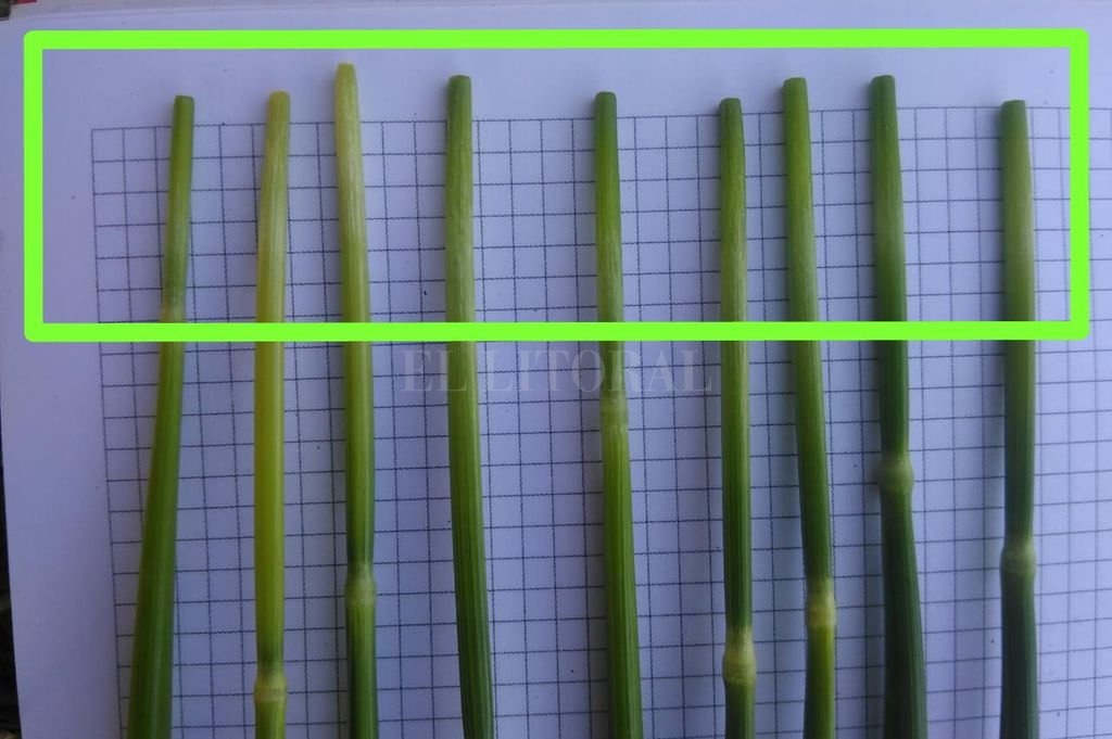 ellitoral-230920-2.jpg (99072 bytes)