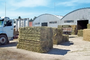 exportan-alfalfa-santiaguena.jpg (65334 bytes)