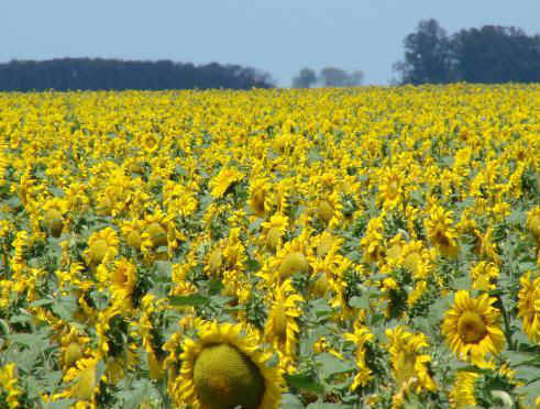 girasol-2-x.JPG (37929 bytes)