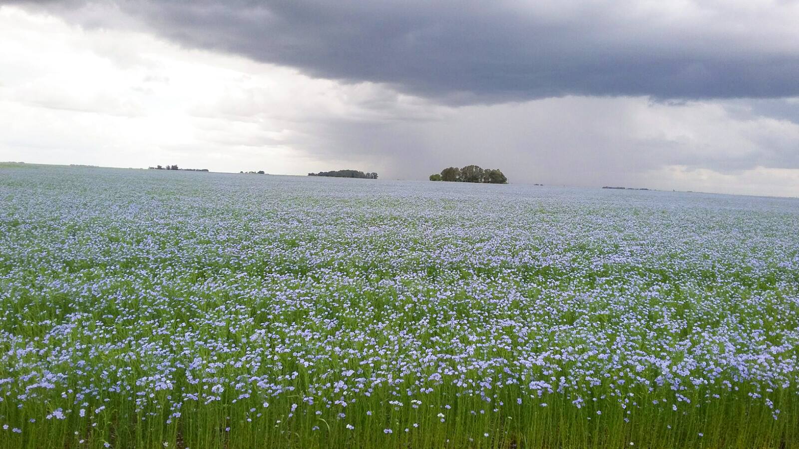 lino.jpg (259922 bytes)