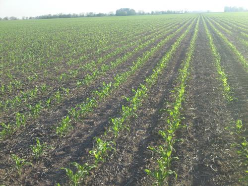 maiz-2018-agroarea.jpg (51726 bytes)