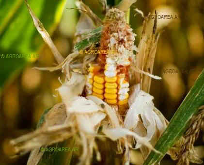 maiz-chicharrita-afectado-agroarea.JPG (26690 bytes)
