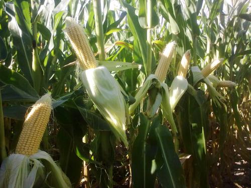 maiz1.jpg (28201 bytes)