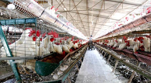 pollos y gallinas.jpg (122591 bytes)
