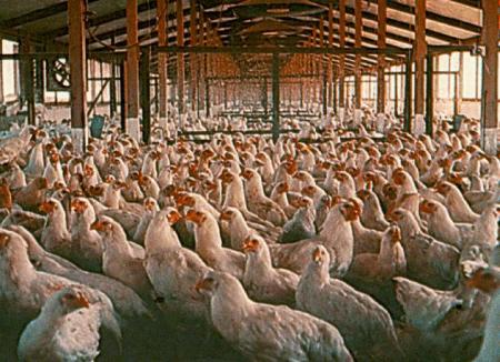 pollos-granja.jpg (42040 bytes)