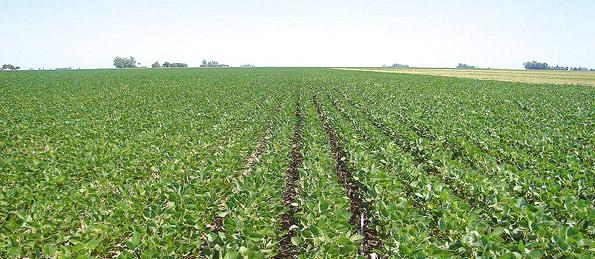 sojatapa.JPG (32442 bytes)