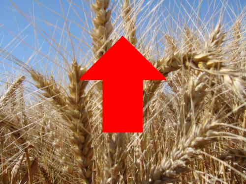 trigo-arriba-agroarea.JPG (29969 bytes)