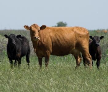 vacas-agroarea-cria.JPG (16220 bytes)