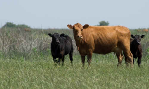 vacas.jpg (15436 bytes)